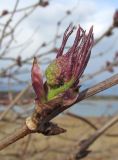 Sambucus racemosa. Распускающийся молодой побег с развивающимся соцветием. Ленинградская обл., Волосовский р-н, памятник природы \"Истоки реки Оредеж в урочище Донцо\", луг на берегу затопленного карьера. 27 апреля 2018 г.