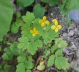 Chelidonium majus