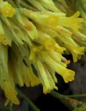 Limonium chrysocomum