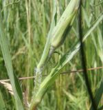 Tragopogon подвид desertorum