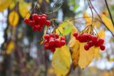 Viburnum opulus. Соплодия со зрелыми плодами. Московская обл., окр. г. Фрязино, на опушке смешанного леса. 21 октября 2018 г.