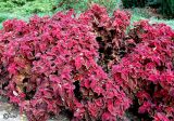 Coleus scutellarioides