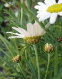 Argyranthemum frutescens. Верхушка цветущего растения. Санкт-Петербург, в культуре. 4 июня 2010 г.