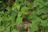 Solanum pseudopersicum. Верхняя часть цветущего растения. Краснодарский край, г. Сочи, Лазаревский р-н, окр. с. Уч-Дере, подножье горы, покрытой широколиственным лесом. 01.08.2018.