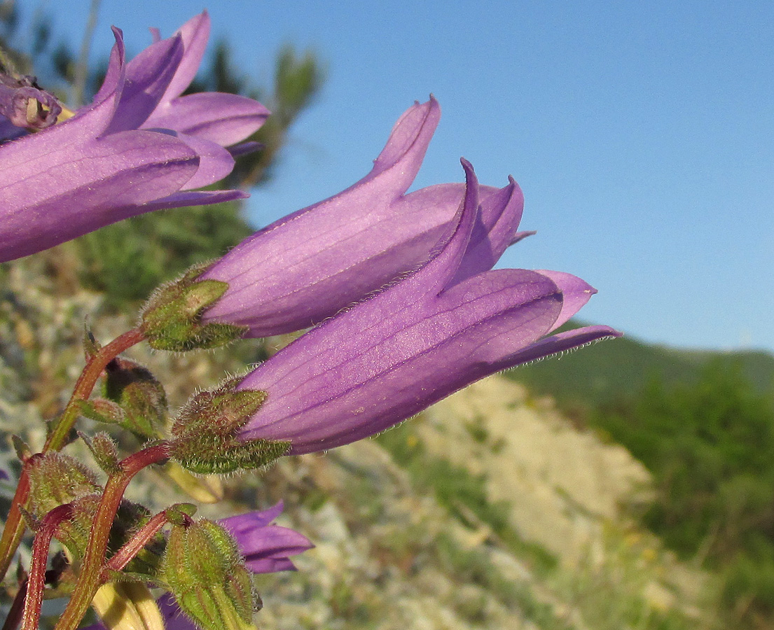 Изображение особи Campanula komarovii.