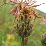 род Centaurea. Обёртка соцветия. Украина, Донецкая обл., Старобешевский р-н, окр. пос. Новоселовка, каменистый склон в долине р. Берестовая. 11.07.2010.