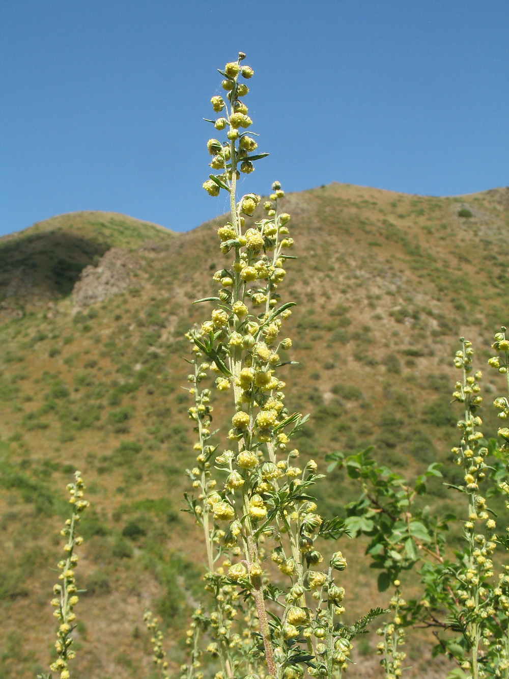 Изображение особи Artemisia stechmanniana.