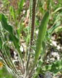 Leontodon biscutellifolius