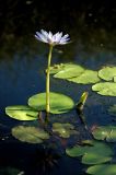 Nymphaea nouchali var. caerulea