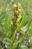 Dactylorhiza viridis