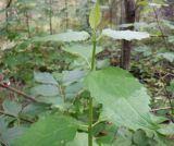 Philadelphus coronarius