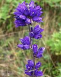 Campanula cephalotes