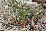 Astragalus guttatus