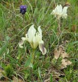 Iris pumila