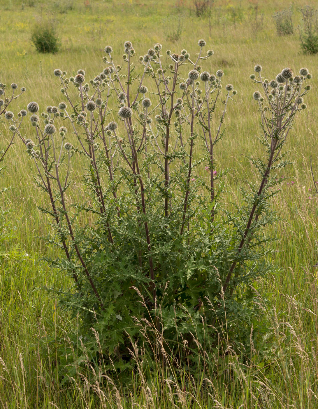 Изображение особи Echinops sphaerocephalus.