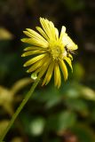 Doronicum turkestanicum. Соцветие с кормящейся мухой-журчалкой. Казахстан, Алматинская обл, Заилийский Алатау, Тургеньское ущелье, уроч. Чинтургеньские моховые ельники, 2400 м н.у.м., замшелая скальная прогалина в еловом лесу. 19 сентября 2021 г.