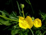 Ranunculus acris