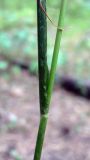 Calamagrostis arundinacea