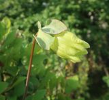 Cobaea scandens