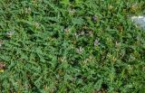 Astragalus austrosibiricus. Цветущие растения. Алтай, Онгудайский р-н, с. Иня, ≈ 700 м н.у.м., пойменная терраса. 30.06.2021.