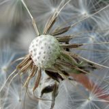 род Taraxacum