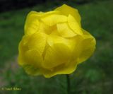 Trollius altissimus. Цветок. Украина, Ивано-Франковская обл., Надворнянский р-н, природный заповедник \"Горганы\", луг. 16 июня 2011 г.