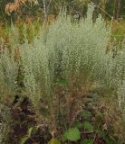 Artemisia austriaca