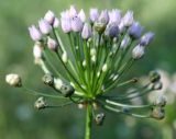 Allium angulosum. Соцветие с цветками и завязавшимися плодами. Украина, г. Запорожье, южная песчаная часть о-ва Хортица, опушка саженного леса. 15.07.2010.