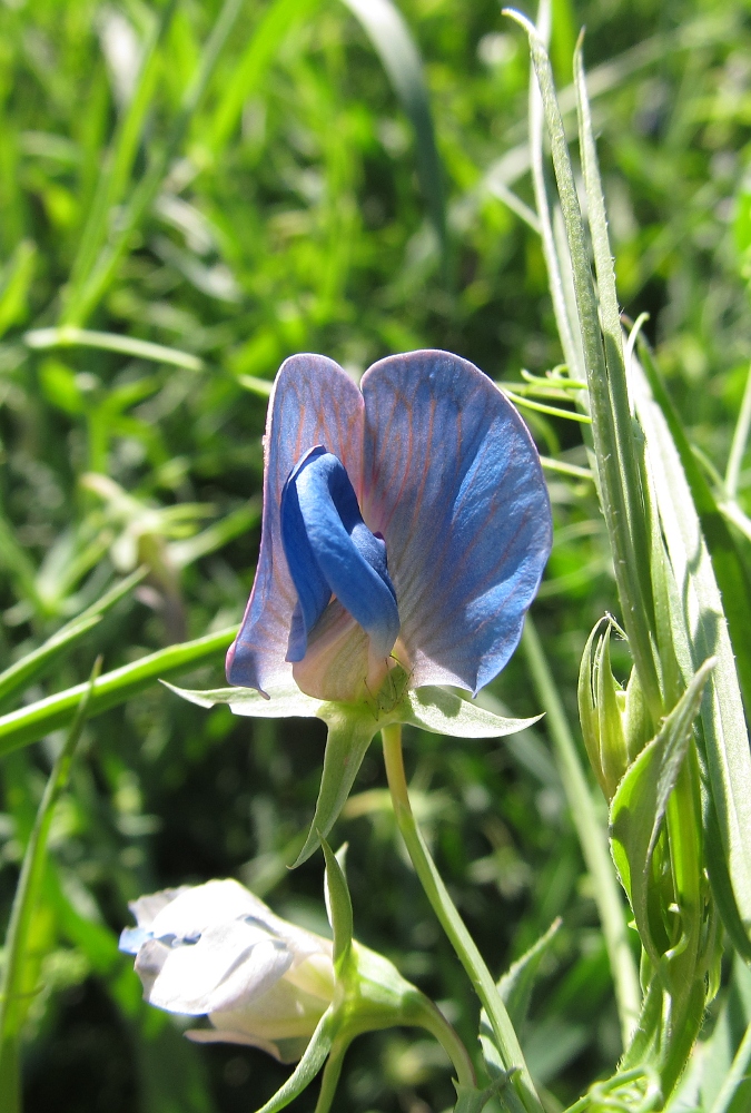 Изображение особи Lathyrus sativus.