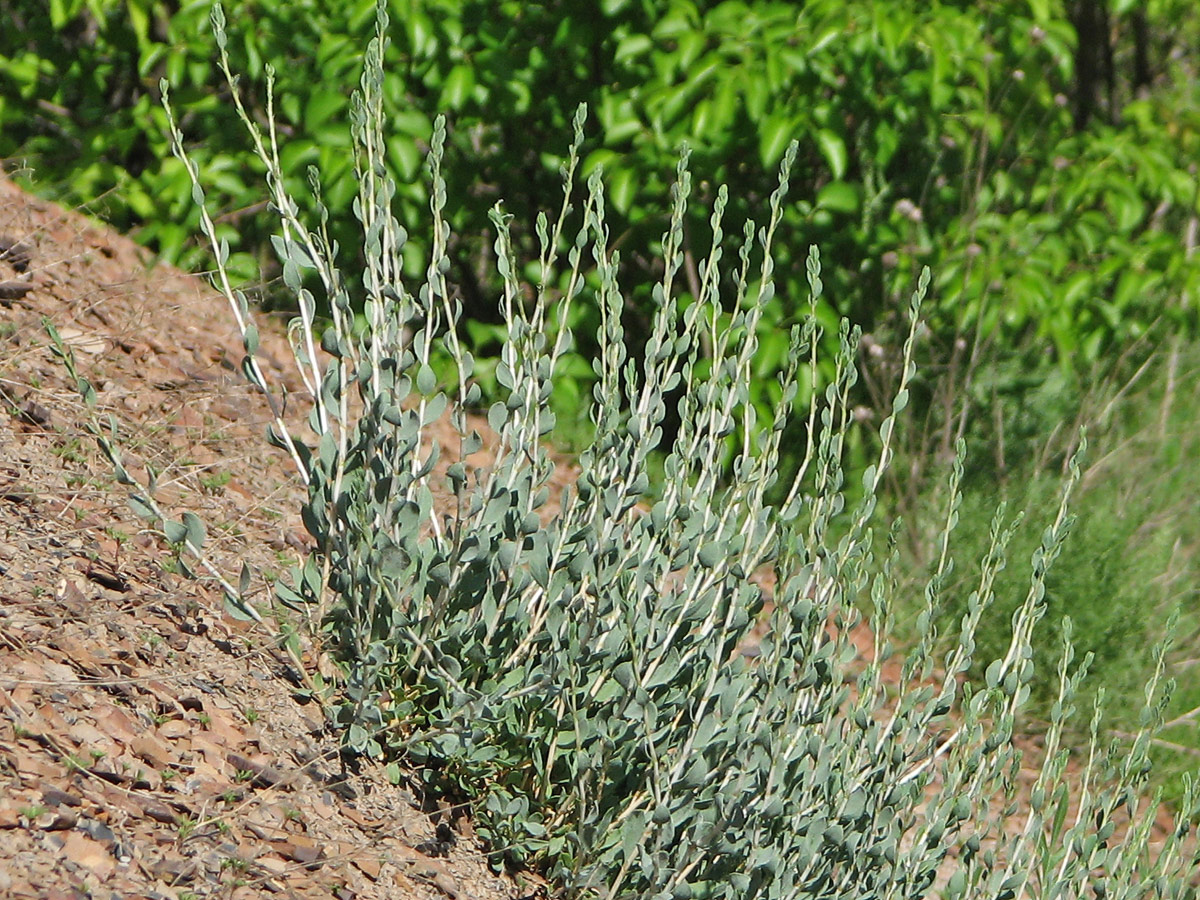 Изображение особи Atraphaxis frutescens.