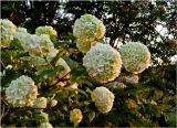 Viburnum opulus форма roseum. Цветущая ветвь. Окр. г. Красноярска, на садовом участке. 10.06.2012.