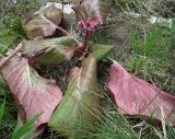 Bergenia crassifolia