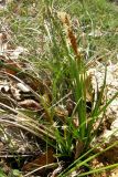 Carex hirta. Цветущее растение. Крым, окр. Севастополя. 5 апреля 2009 г.