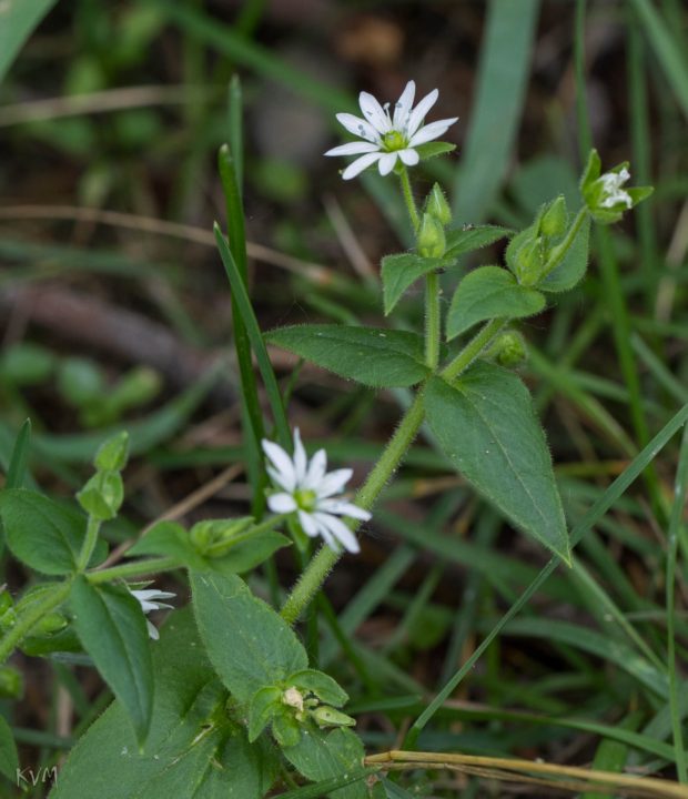 Изображение особи Myosoton aquaticum.