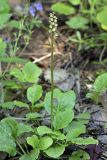 Pyrola minor