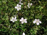 Geranium sieboldii. Часть цветущего растения. Приморский край, Спасский р-н, окр. с. Хвалынка. 24.08.2012.