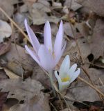 Colchicum decaisnei. Цветущее растение. Israel, Upper Galilee, Mount Meron. 10.10.2006.