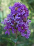 Lagerstroemia indica