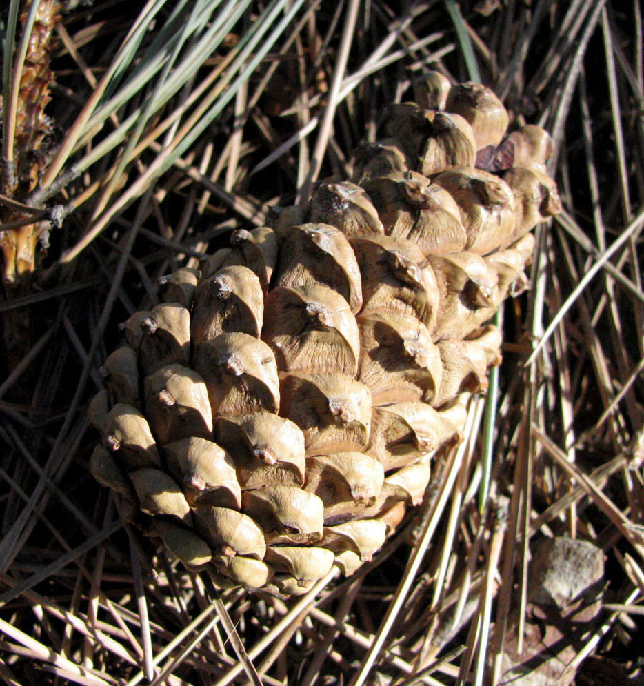 Изображение особи Pinus pallasiana.