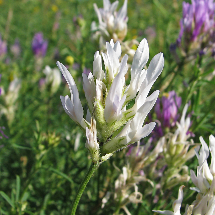 Изображение особи Astragalus onobrychis.