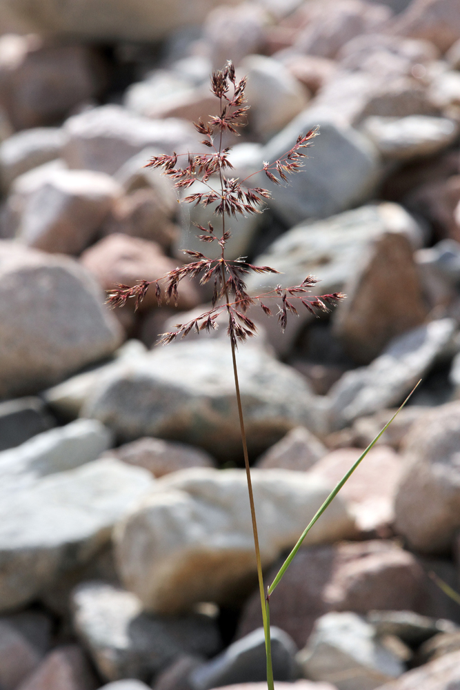 Изображение особи Calamagrostis pseudophragmites.