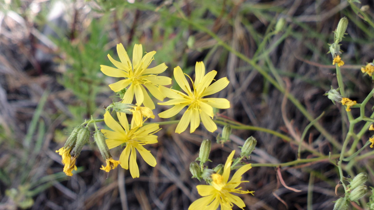 Изображение особи Youngia tenuifolia.