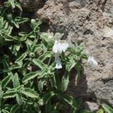 Stachys swainsonii