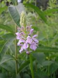 Dactylorhiza maculata