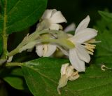 Styrax officinalis