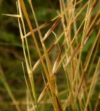 Stipa ucrainica