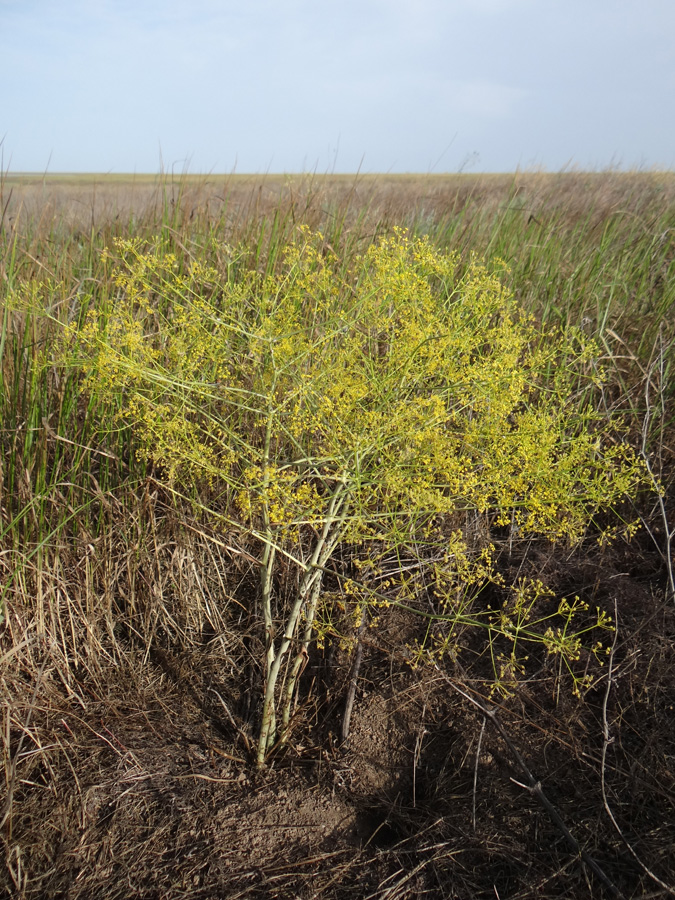 Изображение особи Ferula caspica.