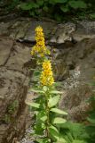 Lysimachia verticillaris. Цветущее растение на речном берегу в низкогорье. Краснодарский край, Сочи. 29.06.2014.