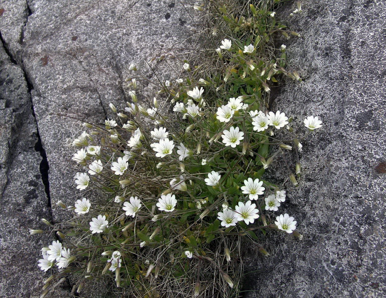 Изображение особи Cerastium alpinum.