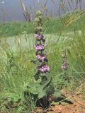 Phlomoides hybrida. Цветущее растение. Западный Крым, южный берег озера Кызыл-Яр. 10 июня 2015 г.